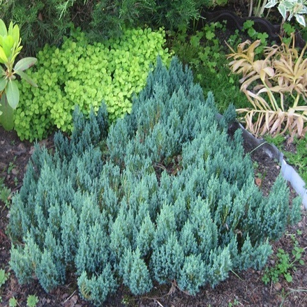 Можжевельник горизонтальный Блю Форест