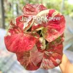 Каладиум JAO POR GAEW (P11)