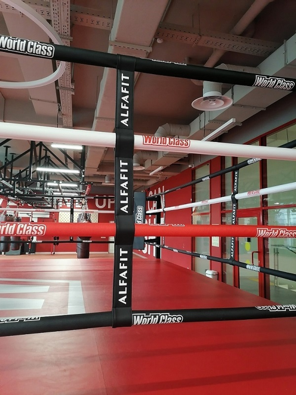 Ринг боксерский TARGEX на помосте высотой 1 м