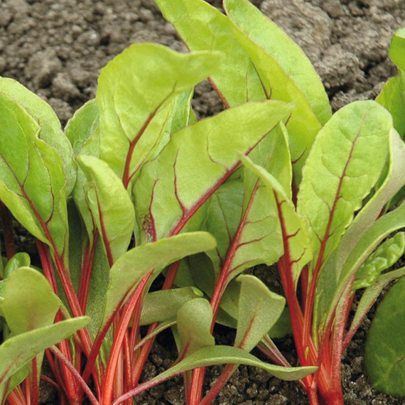 Бали семена мангольда – фото 4