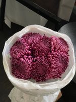 Моно из одноголовой хризантемы сливового оттенка 7шт