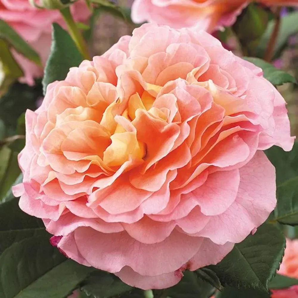 Роза Августа Луиза