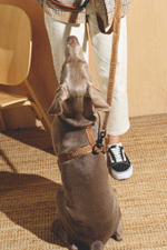 Шлейка "Пони-Компаньони" Рыжий