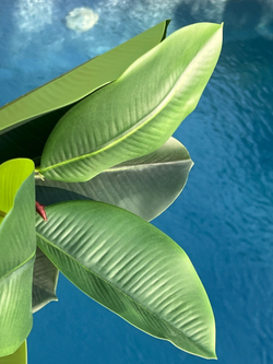 Фикус эластика зеленый 125 см.