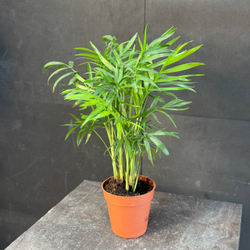 Хамаэдорея изящная (Chamaedorea elegans)