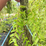 Орхидея DENDROBIUM APHYLLUM