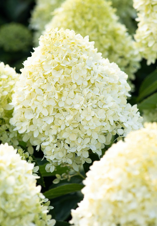 Гортензия Коттон крем наличие