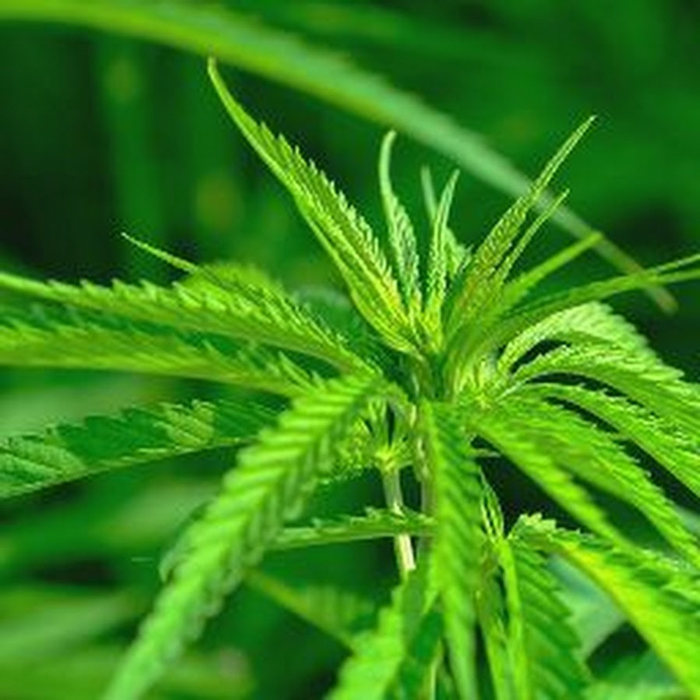 Отдушка Cannabis (Каннабис)