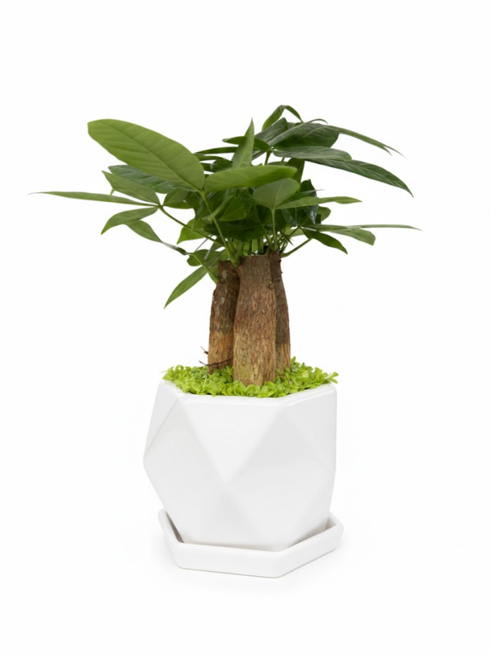 Пахира Little Forest Three-Branch ке