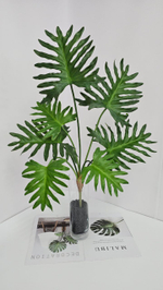 Филодендрон / Арт 6370