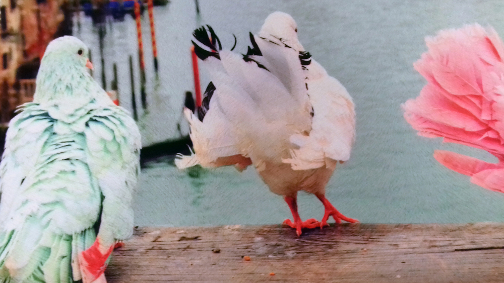 Микровелюр Xpoint (Икспоинт) 0027.01 Голуби