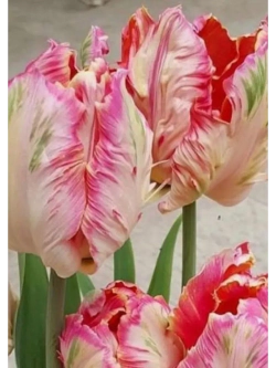 Тюльпаны Веберс Пэррот Попугайный 4 шт, набор луковиц