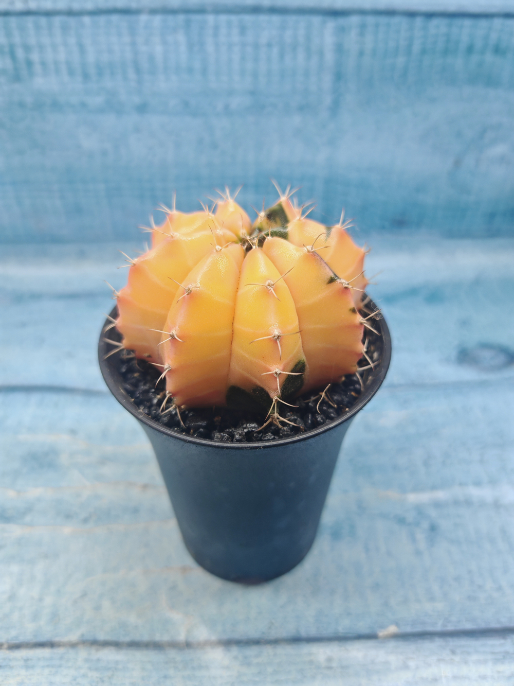 Gymnocalycium Variegata (Гимнокалициум Вариегатный)