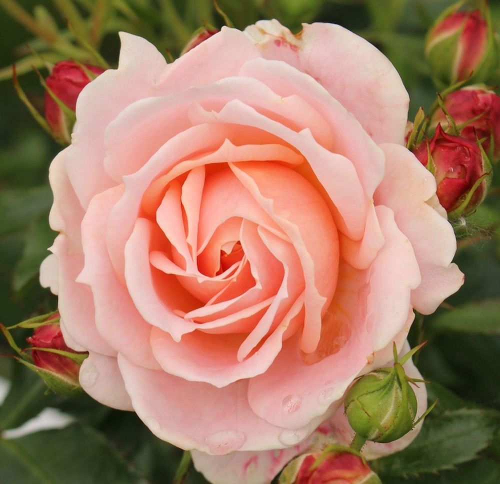 Роза флорибунда Кримоза