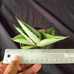 Сансевиерия RUGBY