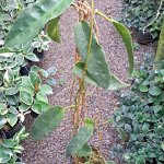 Хойя ARCHBOLDIANA PINK