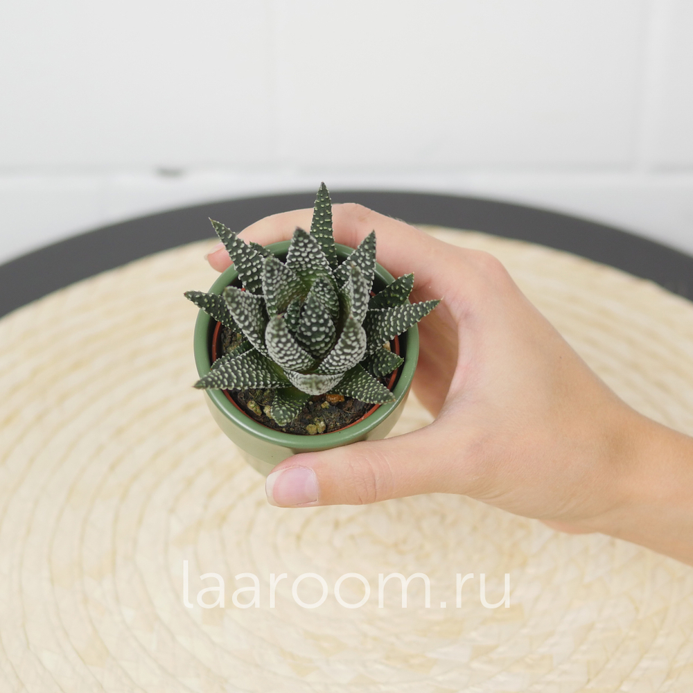 Хавортия Рейнвардта