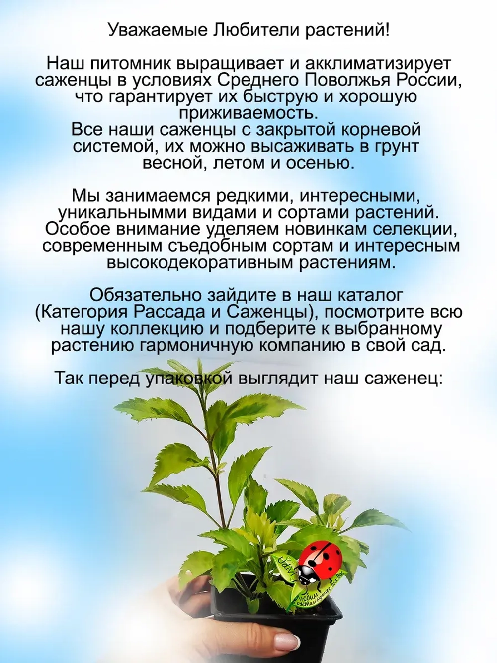 Форзиция Голден Тайм Золотое время вариегатная