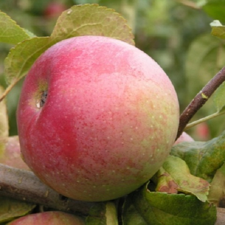 Яблоня зимняя Болотовское