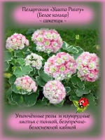 Пеларгония Уаито Рингу вариегатная розебудная