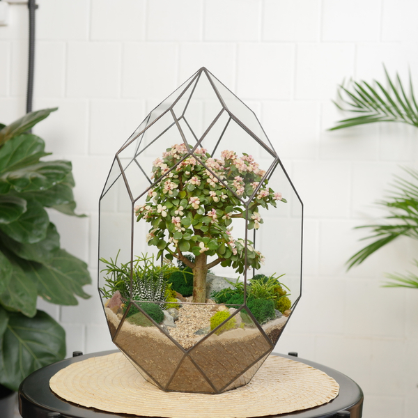 Готовый флорариум с суккулентами бонсай Цефей с озером