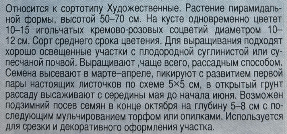 Астра Голиаф персиковый 0,3 г игольчатая СМЦ-438