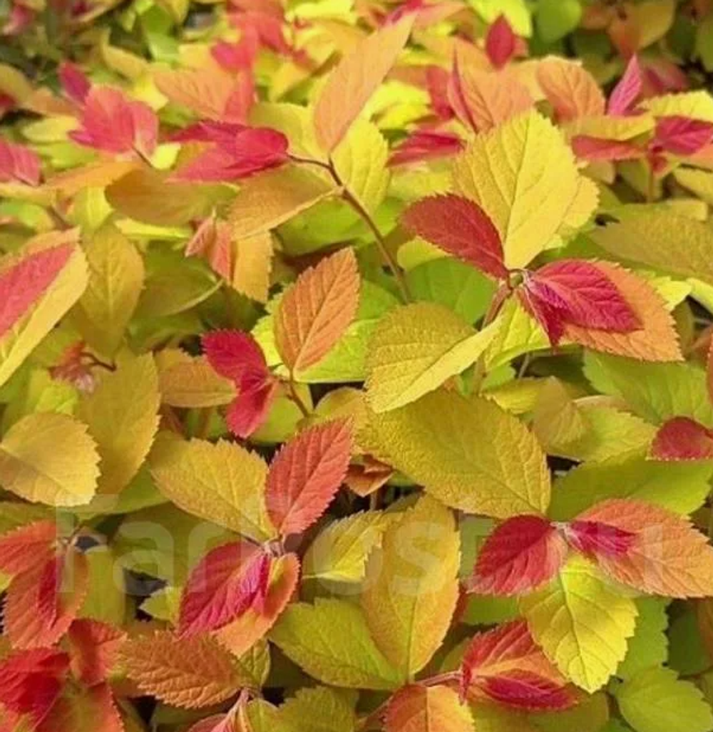 Спирея гибридная Дабл Плей Биг Бенг контейнер 0.5л