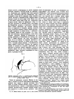 О некоторых аномалиях человеческого черепа и преимущественно об их распространении по расам | Д. Анучин