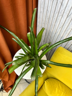 Бромелия, D11см Н30см, 1шт, Urban Jungle (7143)