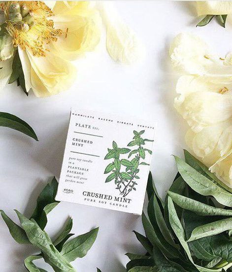 Crushed Mint, свеча The Seeds, Kobo Candles