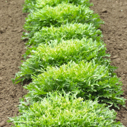 Эндивий Родос F1 (1000шт)  Витагрин Профи