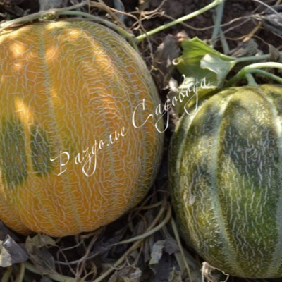 Дыня Эфиопка (горшок 0.4л)