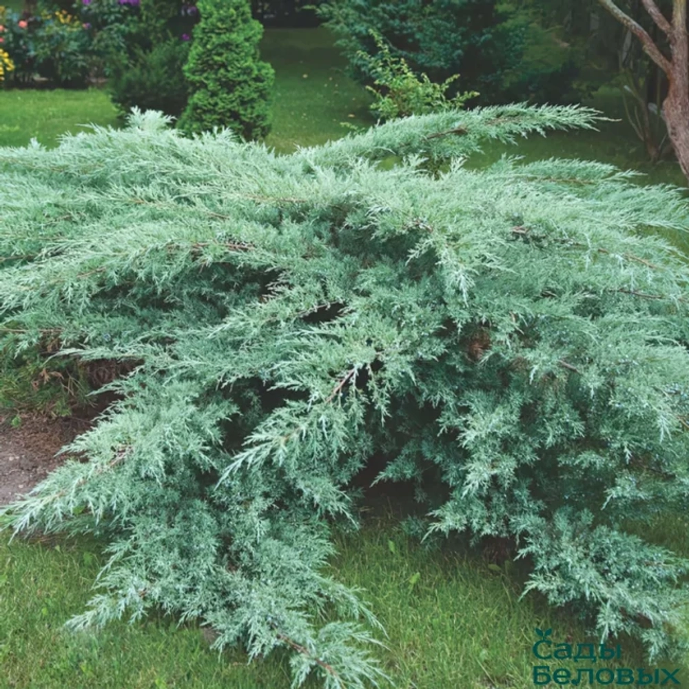 Можжевельник виргинский Хетц (Нetz) р9 август 2026 г.