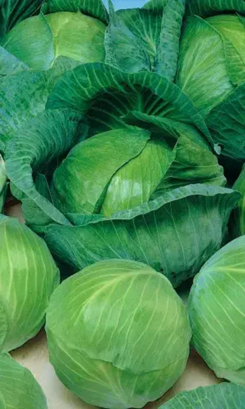 Капуста б/к Престиж дачника F1 0,1г УрДачника