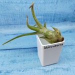 Tillandsia Caput Medusae (Тилландсия Голова Медузы)