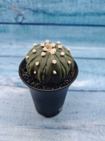 Astrophytum Asterias (Астрофитум)