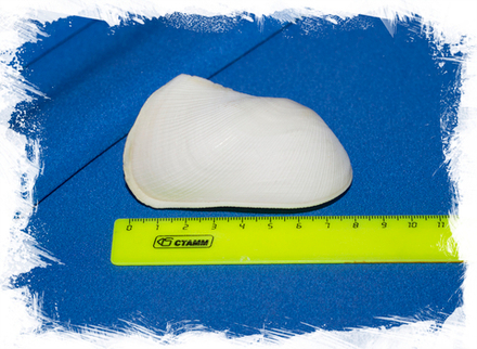 Трисидос семиторта (Trisidos semitorta)