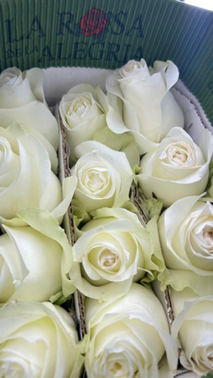 21 роза в упаковке