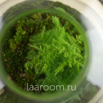 Флорариум эко-система Bubble Аспарагус