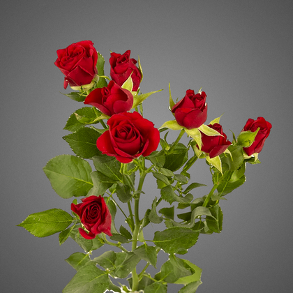 Кустовая роза