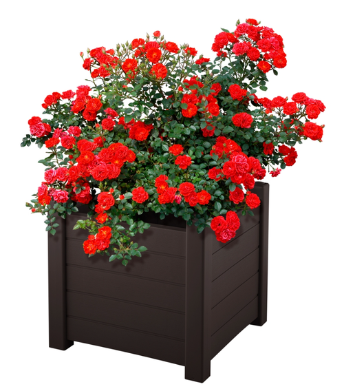 Кашпо Монро, Шоколад