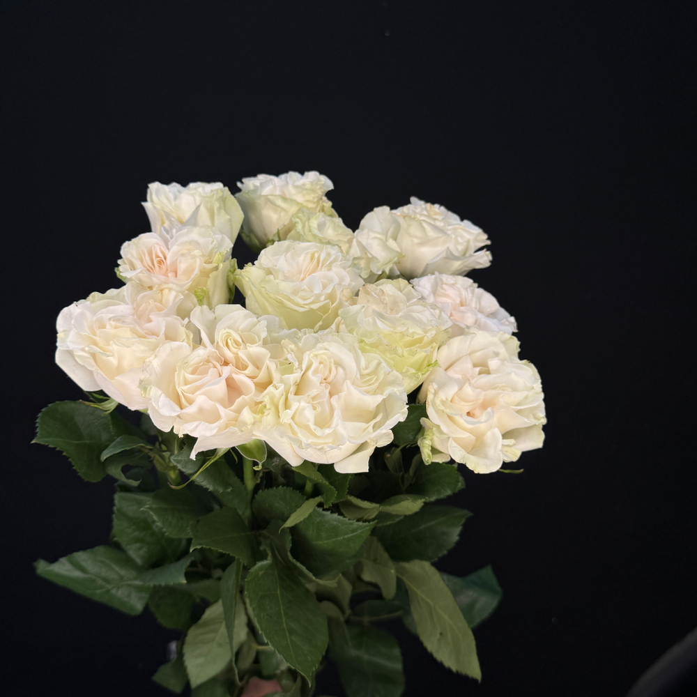 Роза cotton expression / 1 шт