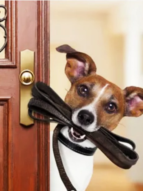 Дрессировка с выездом на дом