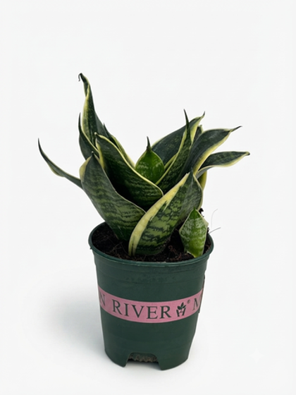 Сансевиерия Golden edged tiger ear orchid д.11