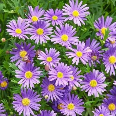 1403 Брахикома FRESCO PURPLE