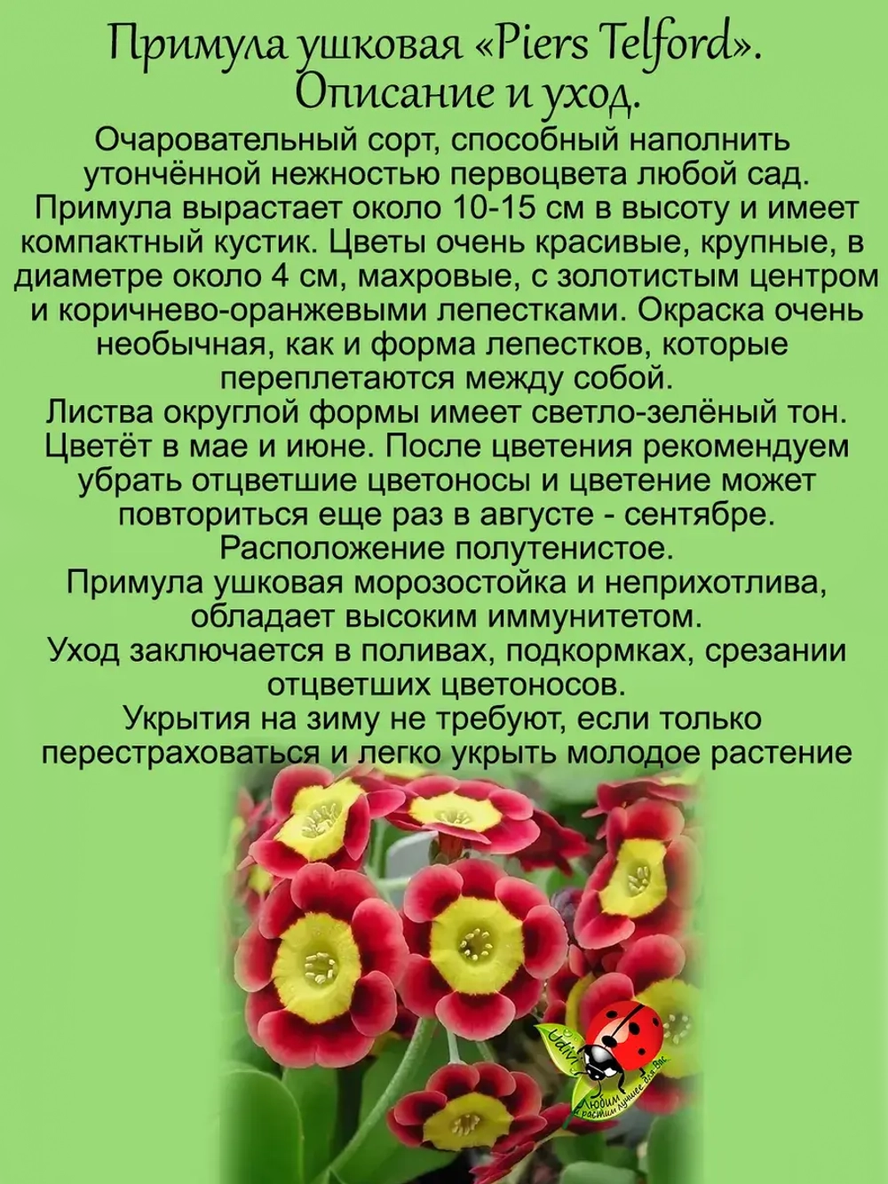 Примула ушковая Пирс Телфорд первоцвет