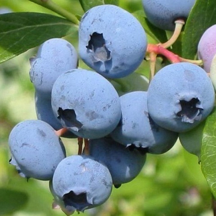 Голубика сорт Блюкроп