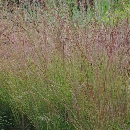 Овсяница аметистовая. Festuca amethystine