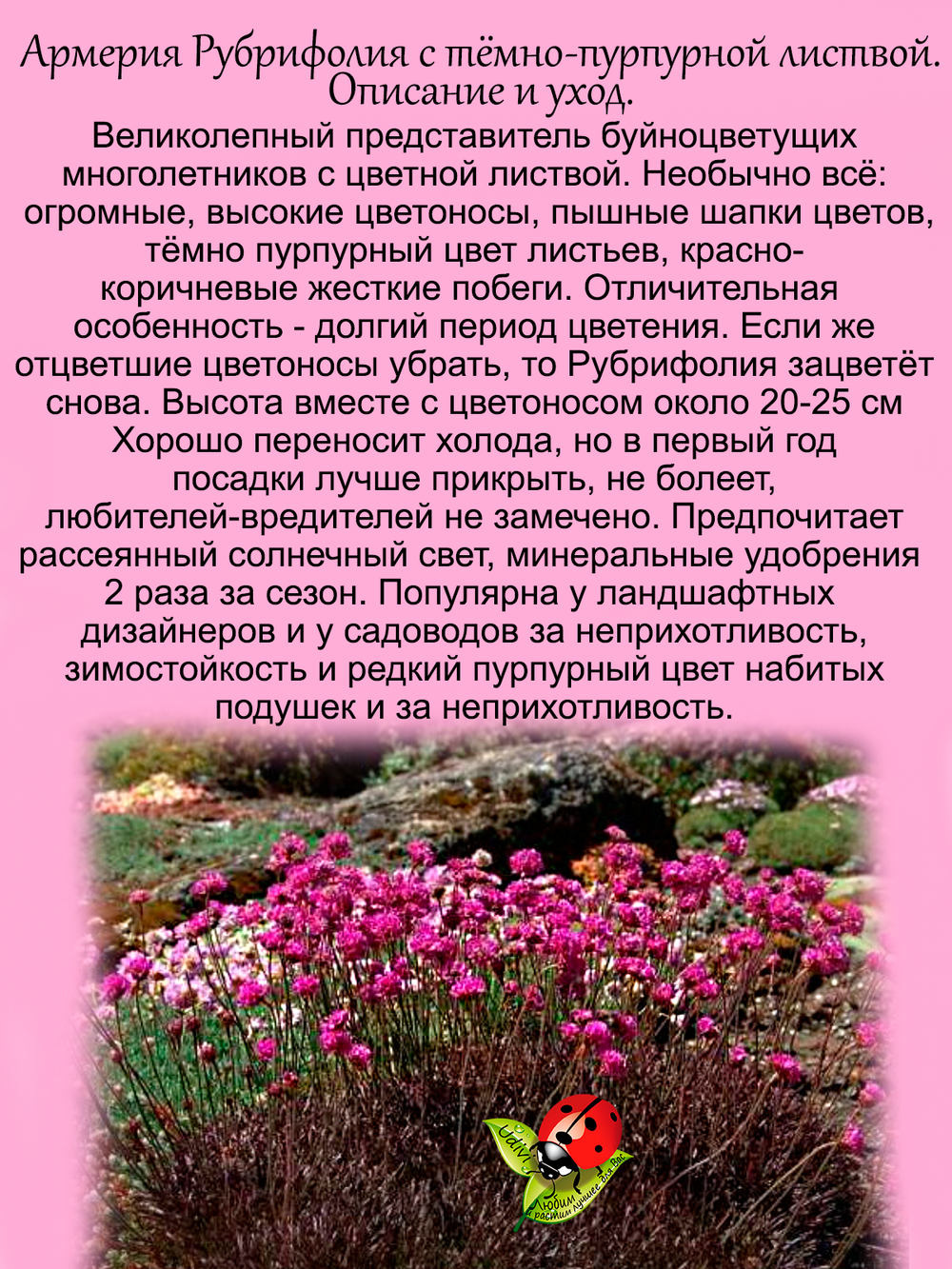 Армерия Рубрифолия приморская с тёмной листвой многолетник