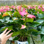 Антуриум Андре JOLI